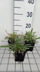 Scabiosa caucasica 'Miss Willmott' - pot 9x9 cm