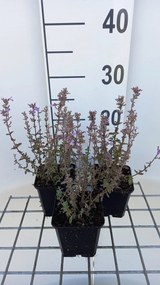 Nepeta x faassenii 'Publu' (Purrsian Blue) - pot 9x9 cm -