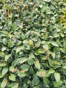 Hosta 'Canadian Blue' - pot 9x9 cm