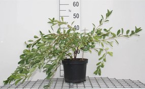 Exochorda 'The Bride' - pot - 50-60 cm