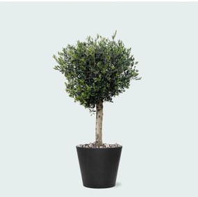 Combi deal - Olea Lorc inclusief Bucket - 180 cm