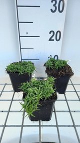 Phlox 'Snowflake' - pot 9x9 cm