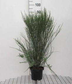 Cytisus 'Apricot Gem' - pot - 40-60 cm