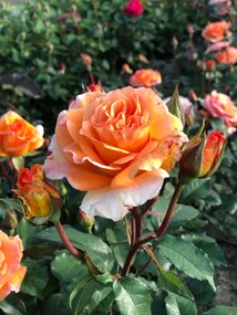 Rosa 'Doris Tysterman' - pot