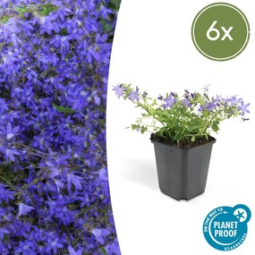 Campanula poscharskyana 'Stella' - 20cm