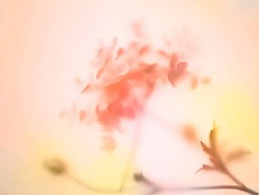 Foto Multi colored abstract background of the flower, Level1studio, (40 x 30 cm)