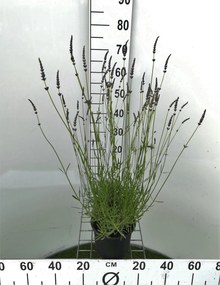 Lavandula x intermedia 'Grosso' - pot 3L -