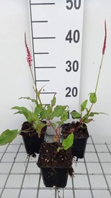 Persicaria amplexicaulis 'Fascination' - pot 9x9 cm -