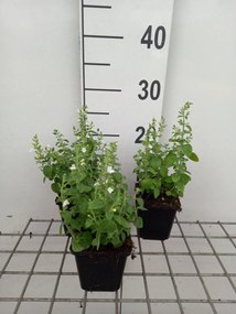 Calamintha nepeta 'Marvelette White' - pot 9x9 cm -