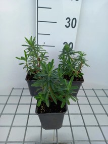 Euphorbia characias 'Forescate' - pot 9x9 cm -