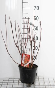 Physocarpus opulifolius'Red Baron'- pot - 30-40 cm