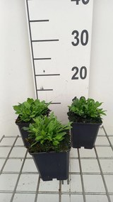 Silene schafta 'Splendens' - pot 9x9 cm
