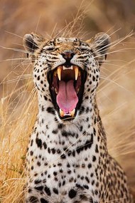 Foto A leopard yawning, close-up portrait, Jami Tarris