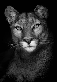 Foto Portrait of a Puma, Andy Smith