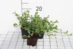 Cotoneaster dammeri - pot 9x9 cm - 20-25 cm