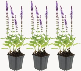 Planten Sage Salvia nemorosa Ostfriesland, 3-delig