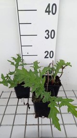 Echinops bannaticus 'Taplow Blue' - pot 9x9 cm -