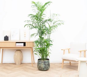 Chamaedorea Seifrizii - 220cm