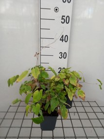 Epimedium 'Amber Queen' - pot 9x9 cm