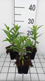 Penstemon 'Raven' - pot 9x9 cm