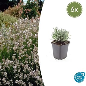 Lavandula Intermedia 'Edelweiss' - 20cm