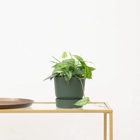 Monstera Siltepecana - 30cm