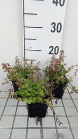 Campanula poscharskyana 'Lisduggan Variety' - pot 9x9 cm