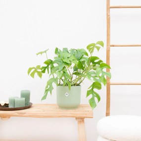 Monstera Minima - 30cm