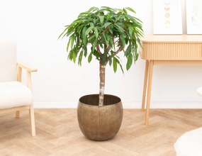 Ficus Amstel king - 130cm