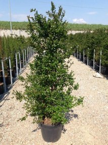 Abelia x grandiflora - pot 30L - 125-150 cm
