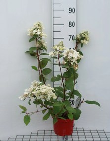 Hydrangea paniculata 'Wim's Red' - pot - 40-50 cm