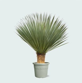 Yucca Rostrata - 120 cm