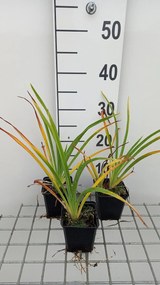 Hemerocallis 'White Temptation' - pot 9x9 cm
