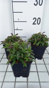 Veronica spicata 'Heidekind' - pot 9x9 cm -