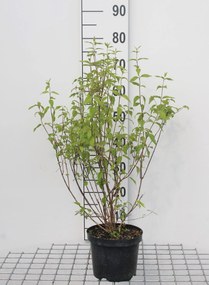 Philadelphus 'Lemoinei' - pot - 50-60 cm