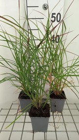 Miscanthus sinensis 'Rica 20' (Ruby Cute, Ruby Cute) - pot 9x9 cm