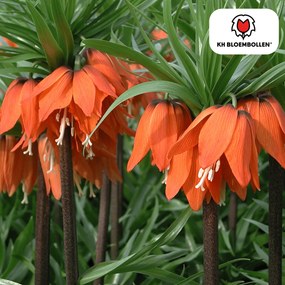 Fritillaria Keizerskroon Rubra rood/oranje 5 stuks
