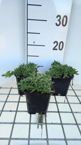 Saponaria 'Bressingham' - pot 9x9 cm
