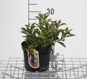 Weigela florida'Plangen'(Pink Poppet) - pot - 30-40 cm -