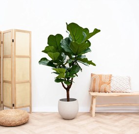 Ficus Lyrata vertakt - 120cm