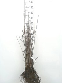 Sorbus aucuparia - blote wortel - 60-90 cm -