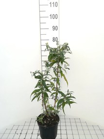 Buddleja davidii 'White Profusion' - pot - 40-60 cm -