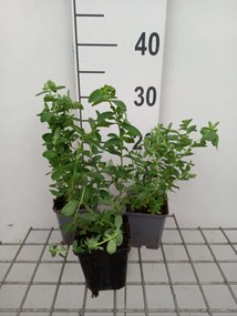 Sint-Janskruid, hertshooi - pot 9x9 cm (Hypericum perforatum) -