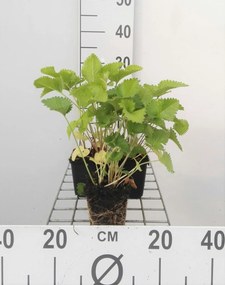 Stachys grandiflora 'Superba' - pot 9x9 cm -