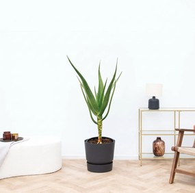 Aloë Alborescens stam - 100cm