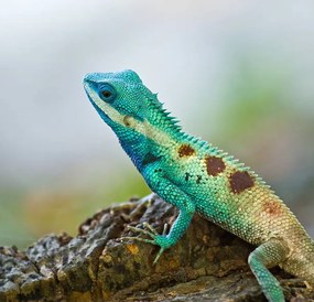 Foto Blue iguana in the nature, dangphoto2517