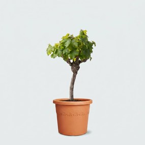 Druivenboom (Vitis Vinifera Bianca) - 60cm