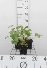 Geranium endressii 'Wargrave Pink' - pot 9x9 cm -
