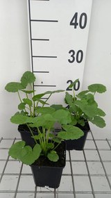 Sidalcea 'Partygirl' - pot 9x9 cm