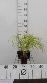Hakonechloa macra 'Aureola' - pot 9x9 cm -